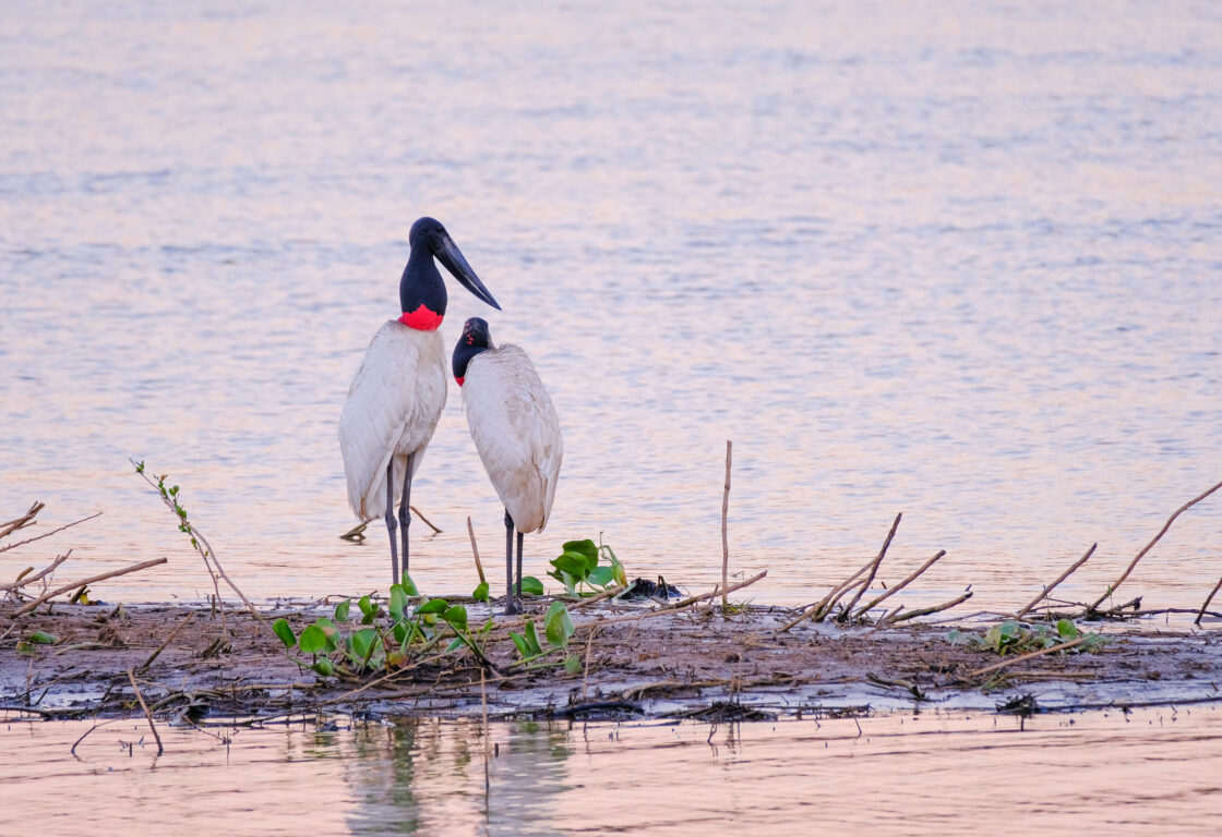 Jabiru storks huddle together on an outcrop, the reflection of the sunset in the water behind them. Brazilian Pantanal