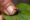 A tiny red and blue poison dart frog (Ranitomeya reticulata) sitting on a human finger in the Amazon rainforest, highlighting its small size and vivid coloration.