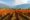 Vineyard with orange leaves in straight rows, green mountains in distance