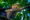 Jaguar sleeps with one hind leg up on a branch. In the background, leaves block the sky