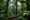 An atmospheric ground shot of a lush green rainforest