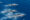 Three grey dolphins break bright blue sea water