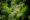 A person is enthusiastically zooming across a zip line, suspended high above the forest floor, surrounded by lush trees and greenery.