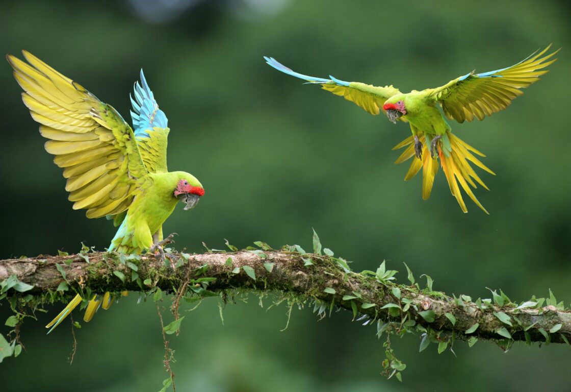 Two great green macaws on a branch