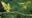 Two great green macaws on a branch