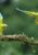 Two great green macaws on a branch