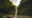 A wide shot of a lush green tropical forest, with a waterfall splitting apart the leaves and greenery. Going across the waterall is a wooden bridge