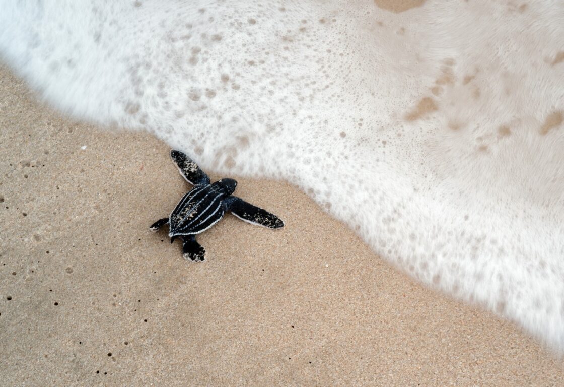 A baby turtle on a beach with a charcoal coloured shell enters the foamy ocean water