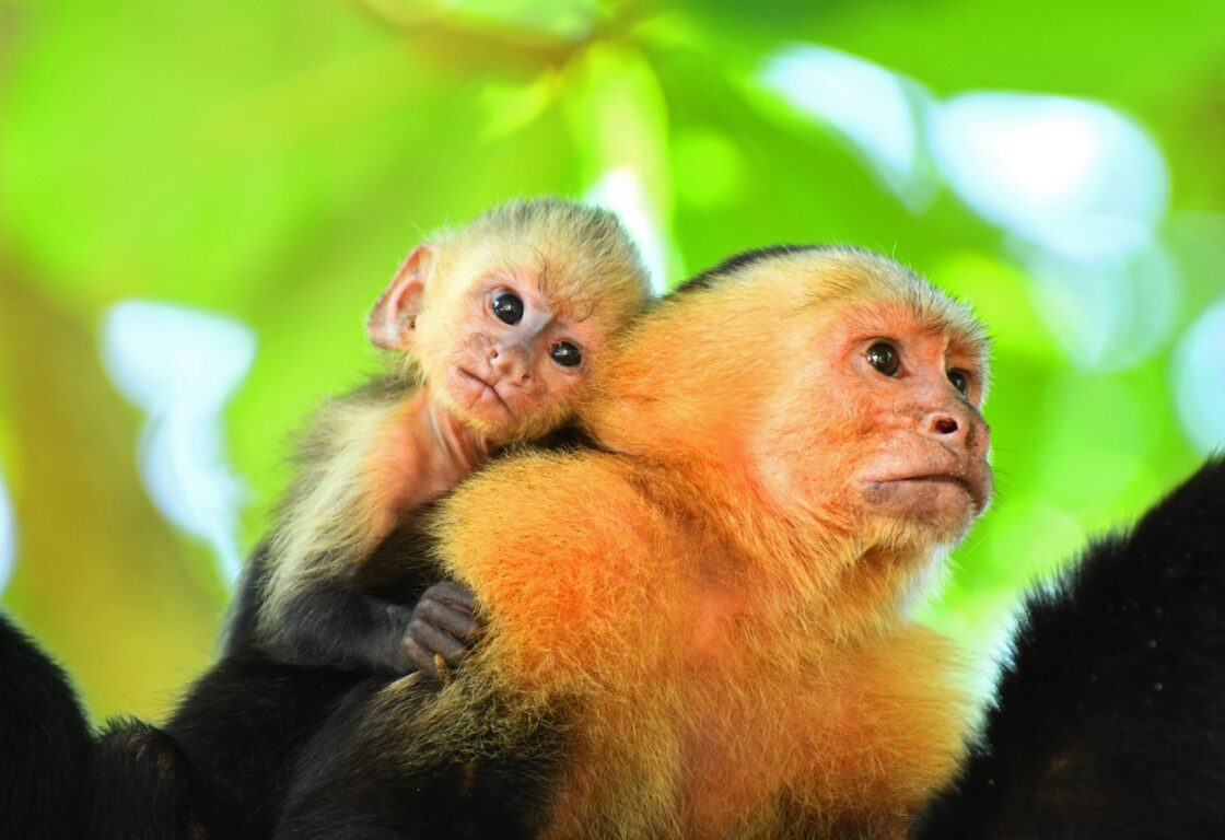 Closeup of a mother monkey with orange fur around its head and black fur on its body, with a baby monkey on her back