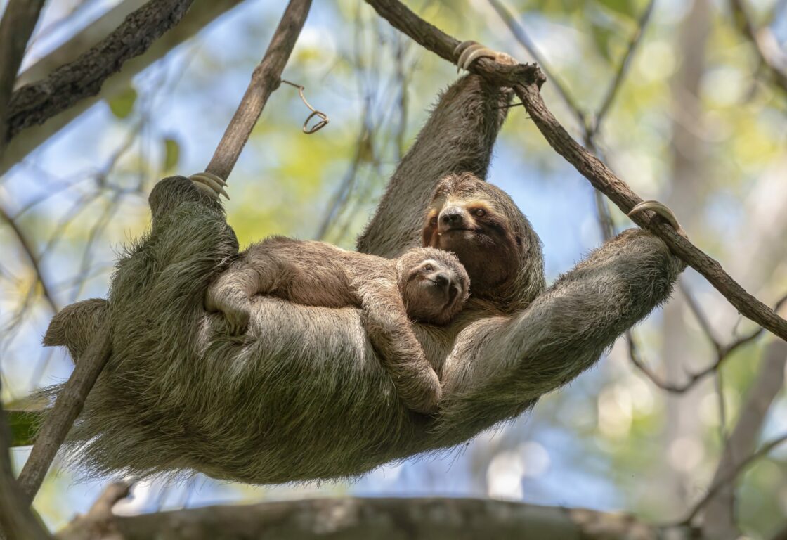 A mother sloth hangs from a tree branch, cradling her baby on her stomach, who sleeps sprawled out