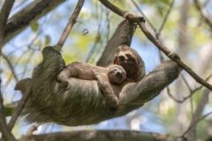 A mother sloth hangs from a tree branch, cradling her baby on her stomach, who sleeps sprawled out