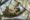 A mother sloth hangs from a tree branch, cradling her baby on her stomach, who sleeps sprawled out
