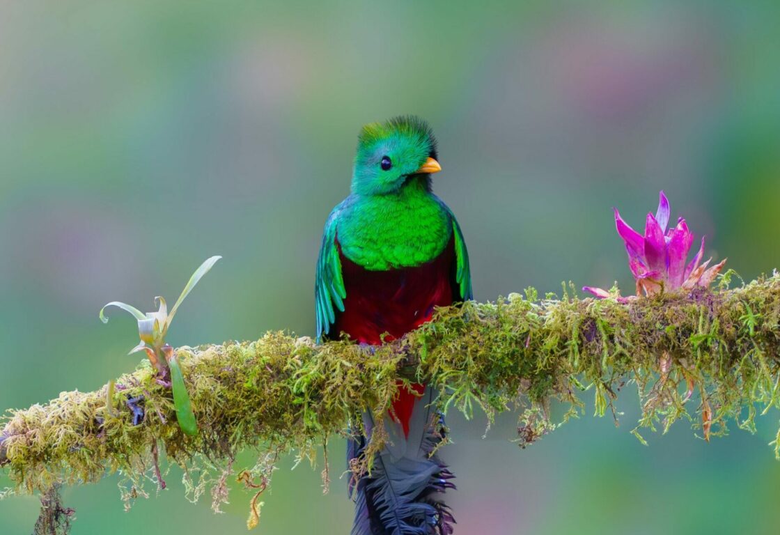 A closeup of a blue green iridescent-feathered bird with a red underbelly and a long plume of tail feathers flies