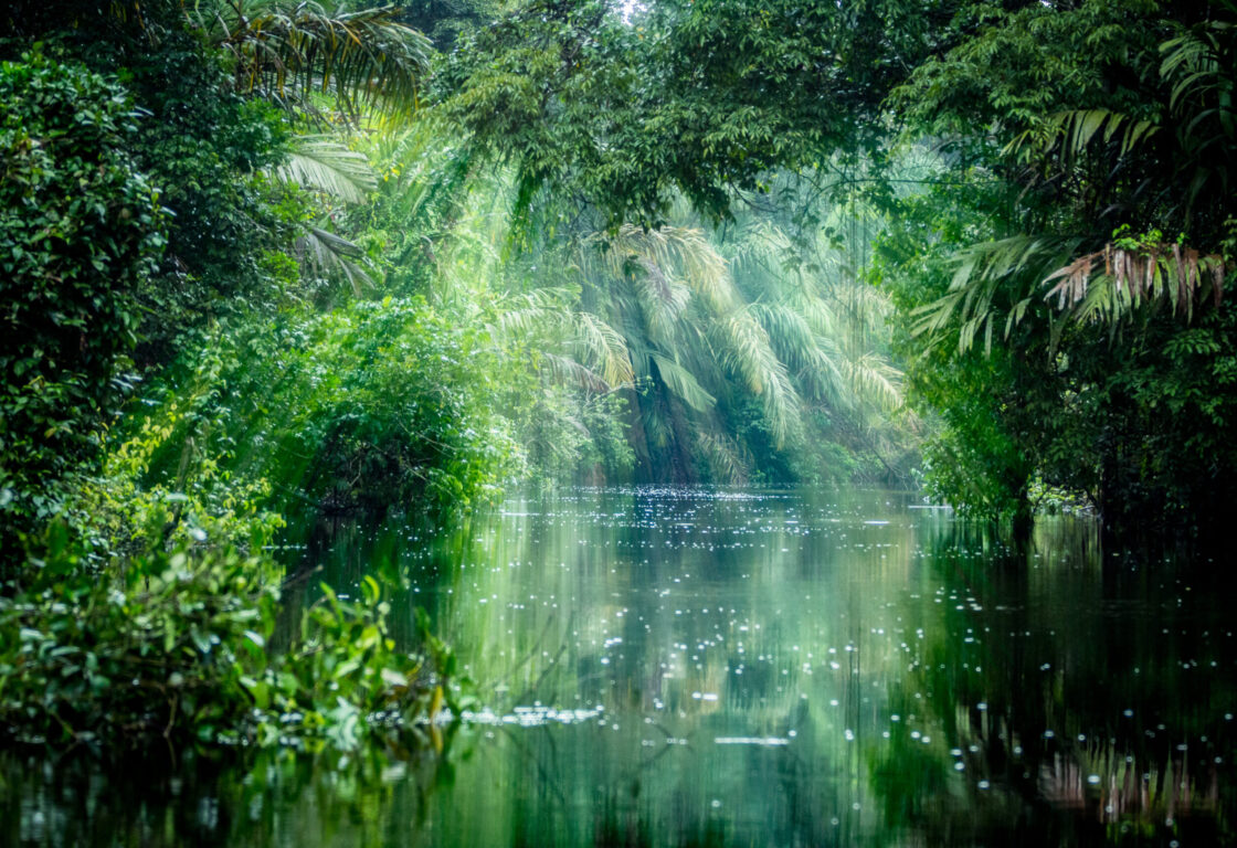 the lush green tortuguero jungle hanging over the mangroves and a river