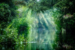 the lush green tortuguero jungle hanging over the mangroves and a river