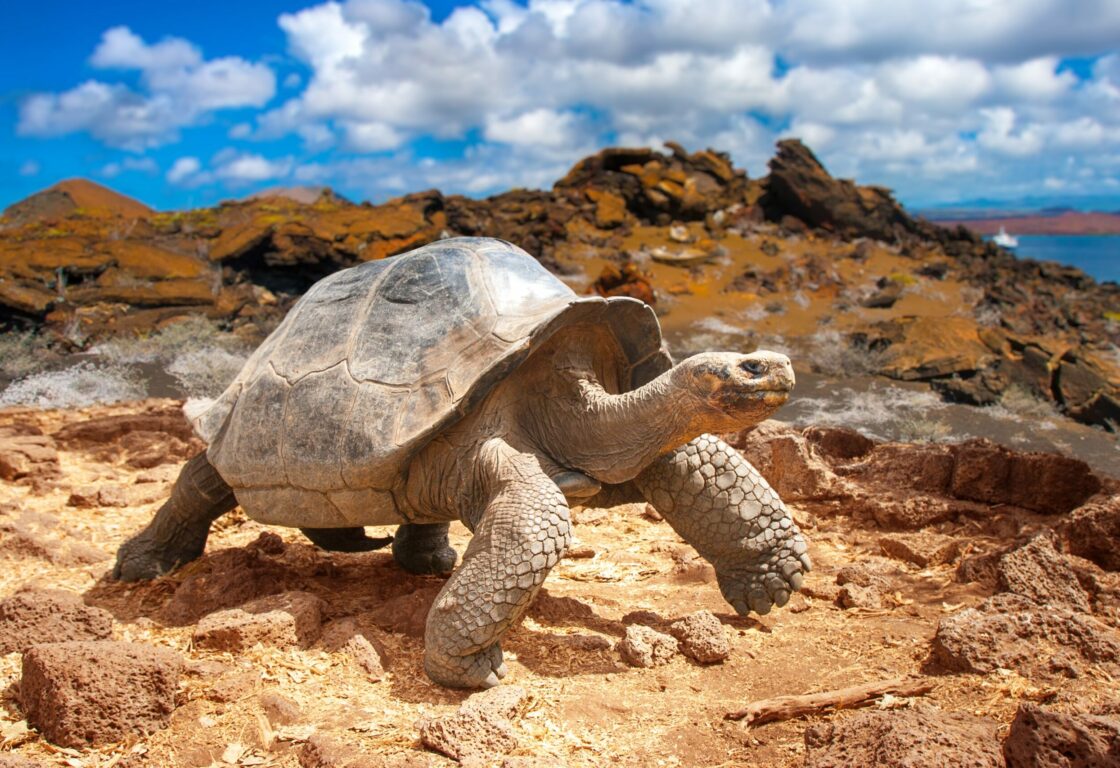 Giant tortoise stands on an orange rock in Galapagos Islands