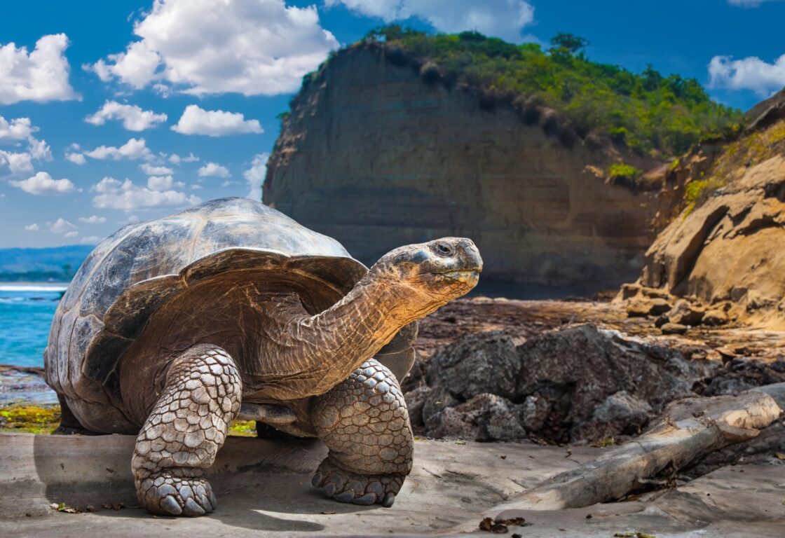 Giant tortoise in Galapagos Islands