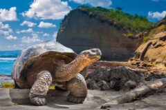 Giant tortoise in Galapagos Islands