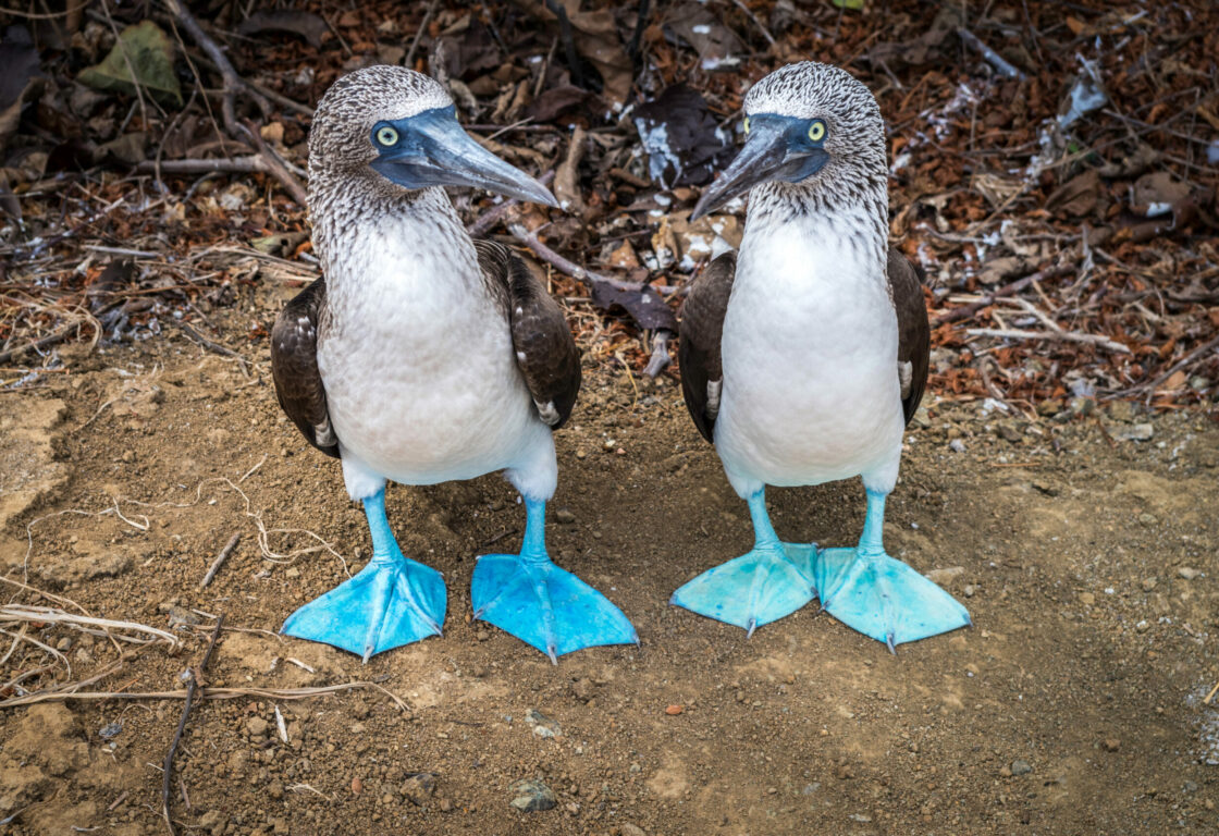 Pair of Blue Footed Boobies. Endemic birds of the Latin America Pacific, Galapagos and Isla de la plata