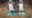 Pair of Blue Footed Boobies. Endemic birds of the Latin America Pacific, Galapagos and Isla de la plata