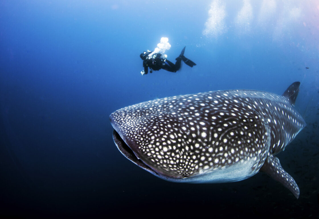 Whale Shark with SCUBA Diver in the