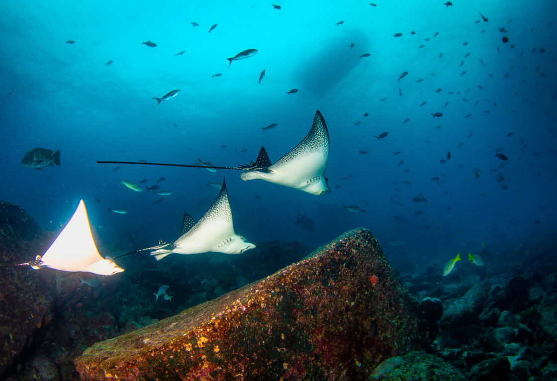 Black spotted eagle rays swimming in tropical underwaters. Mobula ray in underwater world. Observation of animal world. Scuba diving adventure in Ecuador coast of Galapagos