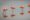 4 pink flamingos stand in a line, their feet submerged in water in Galapagos Islands