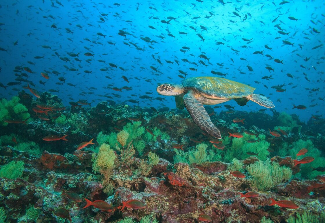 Galapagos green sea turtle swims underwater amongst shoals of fish and vibrant coral at Floreana Island, Galapagos Islands