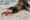 On a white sandy beach a curious brown sea lion touches its nose to a red crab