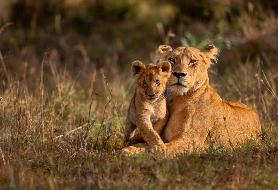 lion mother and cub stare with their heads touching eachother directly at the camera, whilst lying down in a grassy clearing.