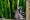 Ring-tailed lemur (Lemur catta) is a large strepsirrhine primate known as maky, maki or hira - Tsimanampetsotsa Nature Reserve, Madagascar