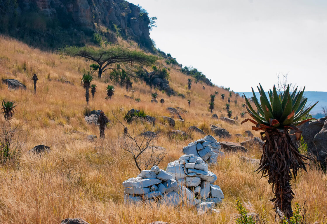 Rocky hillside with golden grass, scattered succulents, and white stone piles under a clear sky. A lone tree adds an element of solitude.