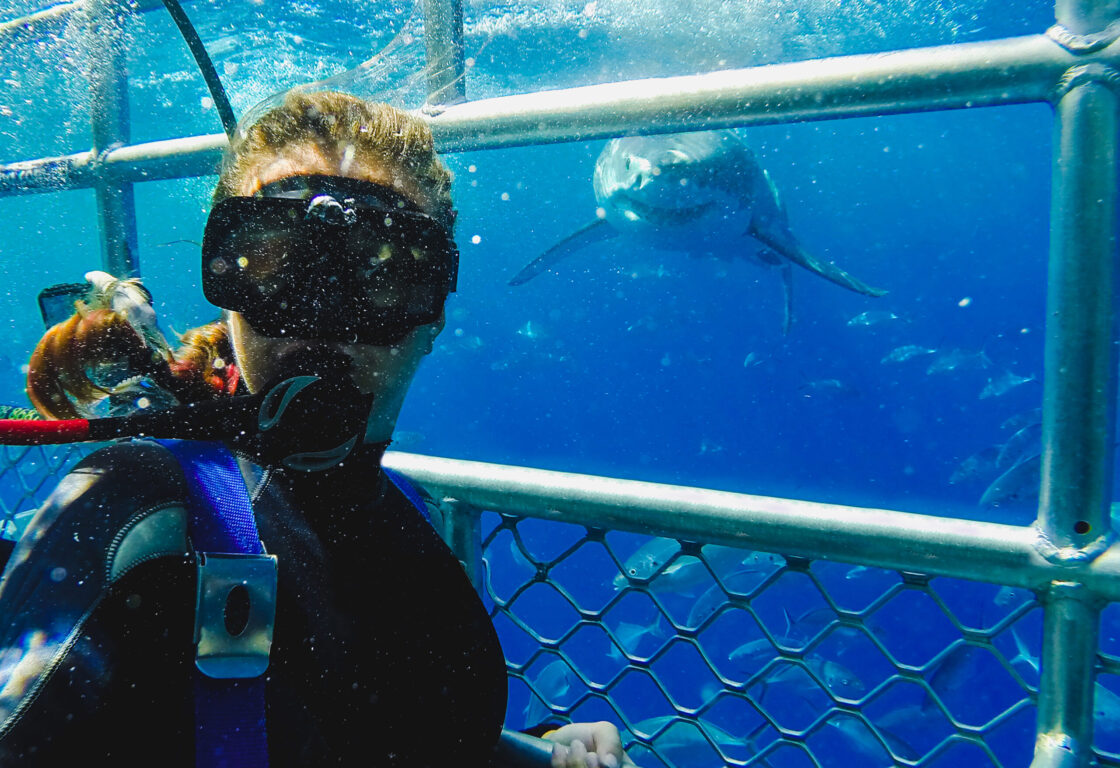 A scuba diver in a cage underwater with a great white shark approaching in the blue, clear water.