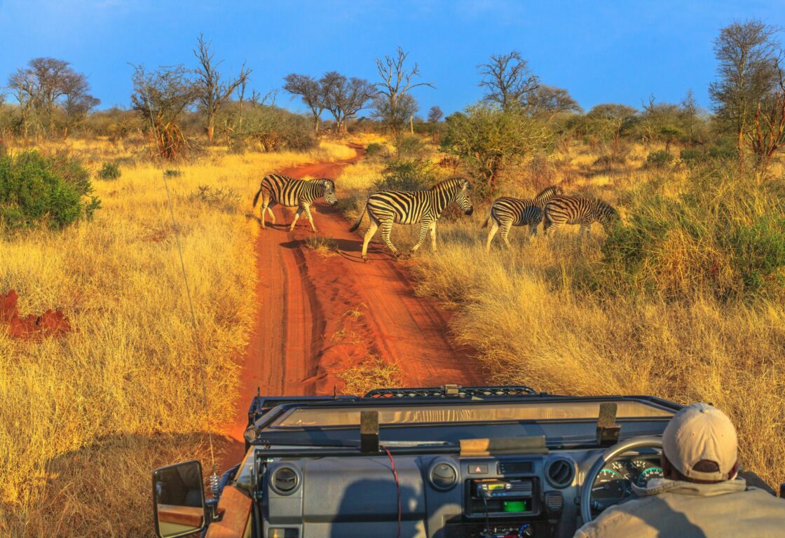 a jeep driving through Madikwe on a game drive with zebras all around