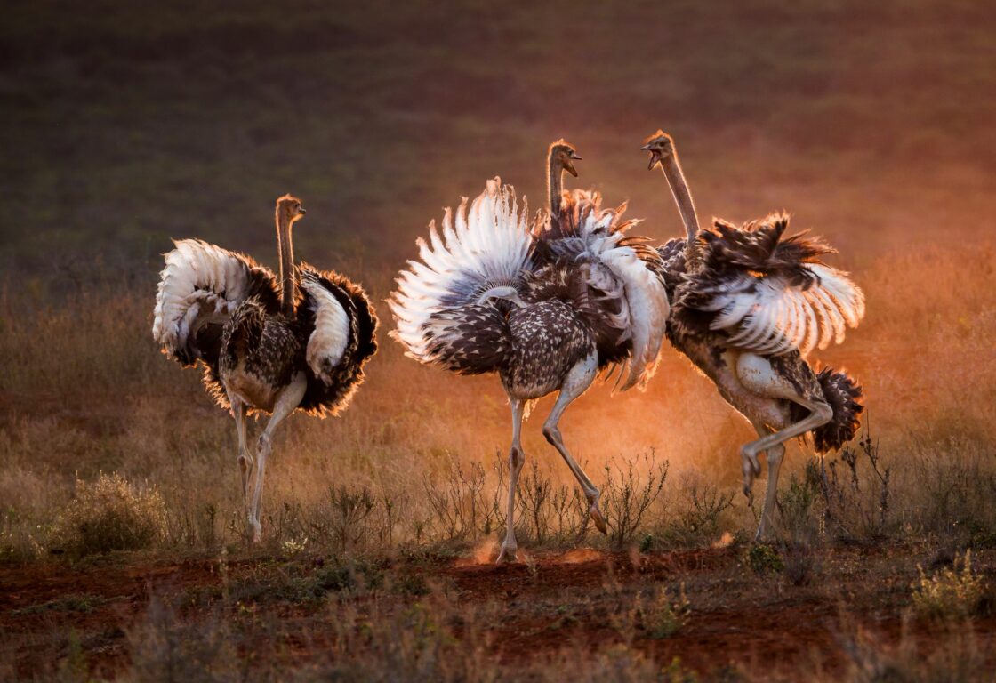 Four ostriches with fluffed feathers engage in a dynamic display dance at sunset. The warm, glowing light creates an energetic and vibrant scene.