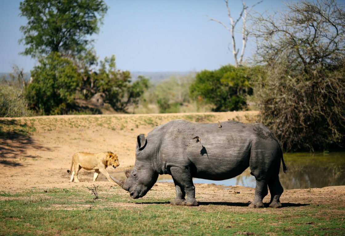 White rhinoceros grazing with oxpeckers on his back, young lion in background, Sabi Sand Game Reserve, South Africa