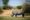 White rhinoceros grazing with oxpeckers on his back, young lion in background, Sabi Sand Game Reserve, South Africa