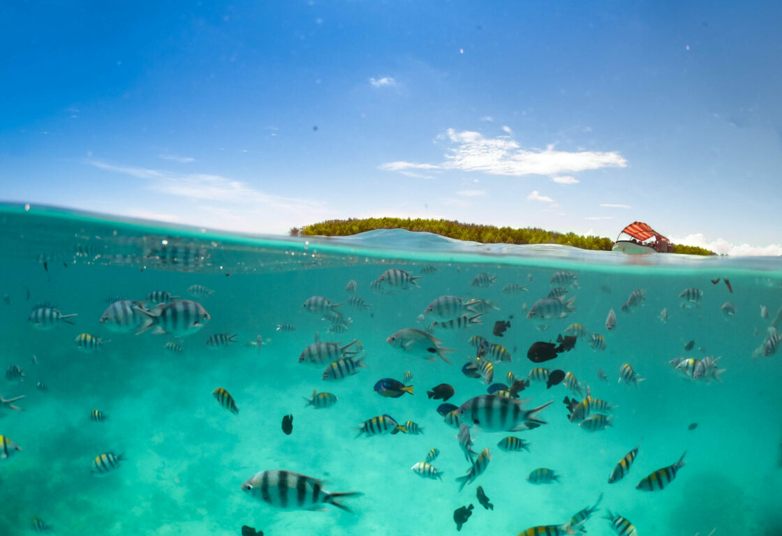 Underwater view of vibrant fish swimming near the surface, with a serene, clear blue sky and a distant boat on the horizon.