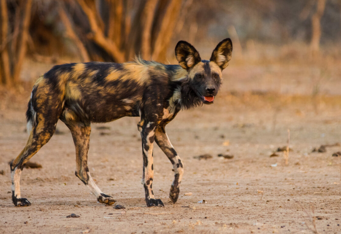 small spotty wild dog walking