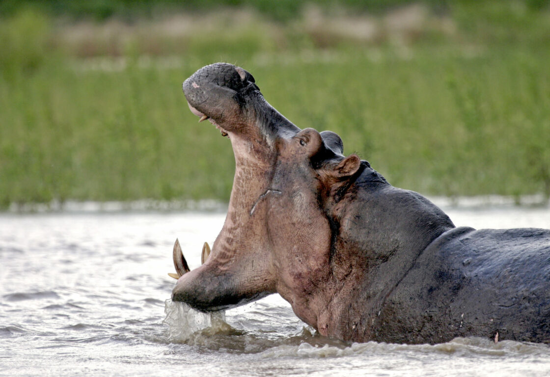 a hippove with mouth wide open bathing in a river