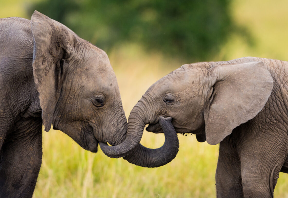 baby elephants facing eachother with their trunks entwined against a green grassy backdrop.