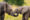 baby elephants facing eachother with their trunks entwined against a green grassy backdrop.