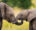 baby elephants facing eachother with their trunks entwined against a green grassy backdrop.