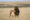 a male lion standing in the dry grass of Serengeti National Park