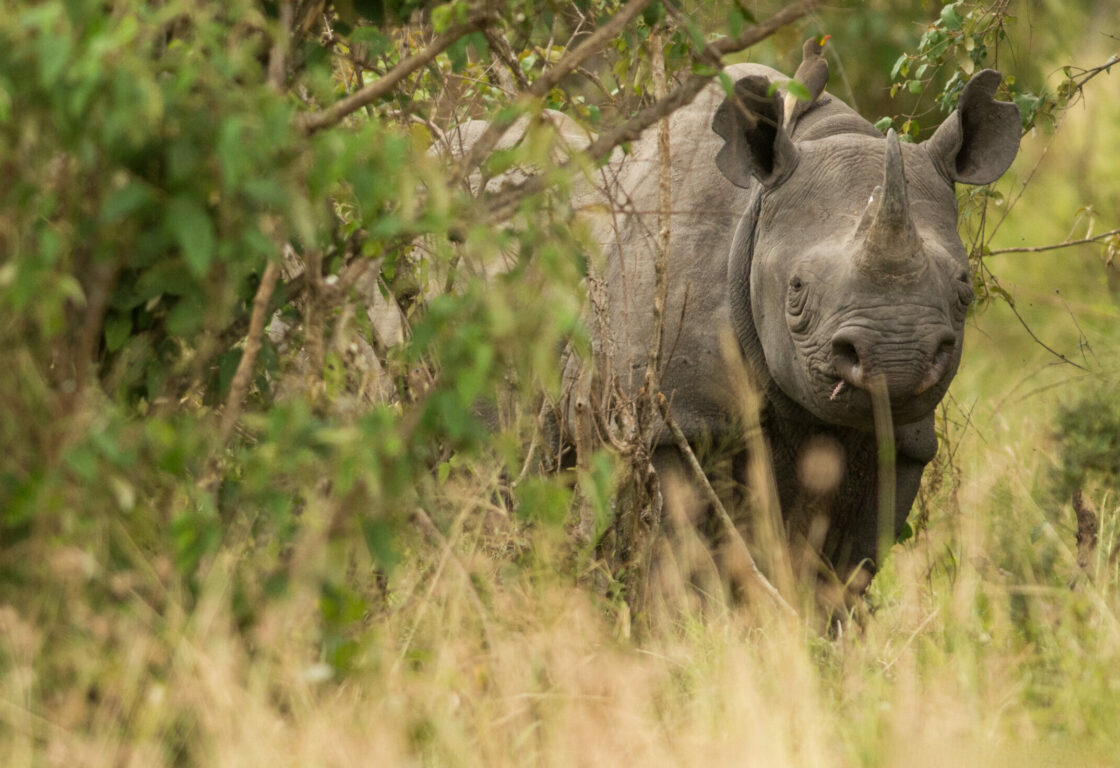 black rhino in the bush