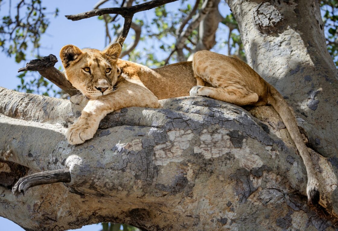 Tree-climbing lioness lounging in a tree