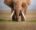 A majestic elephant with large tusks stands in an open savannah, its textured skin and wide ears highlighted against a blue sky backdrop.