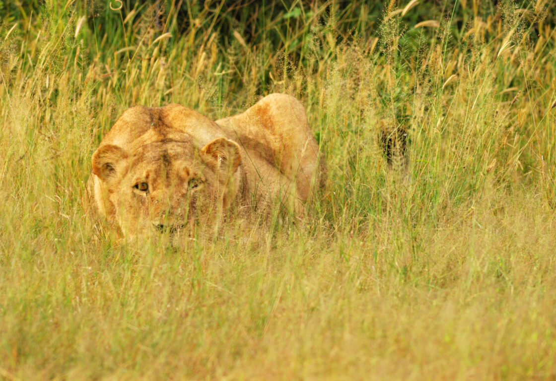 Lion camouflaged in tall grass, gazing forward with focused eyes. The dry, golden landscape blends with the lion's fur