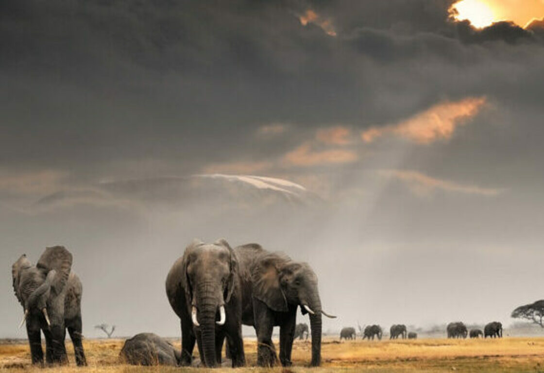 elephants walking in the distance over african savannah during sunset in Kenya