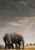 elephants walking in the distance over african savannah during sunset in Kenya